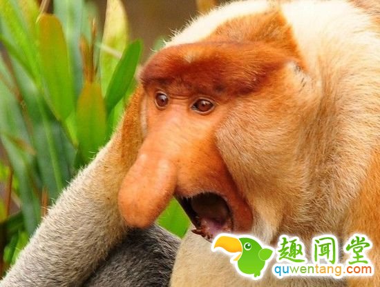 他成立了一个协会，专门?；つ切┎缓每吹男《? height=