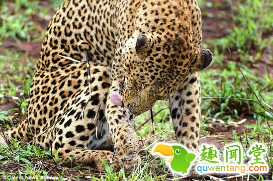 肉疼!挑错对手的后果,豹子捕食豪猪被扎全身刺