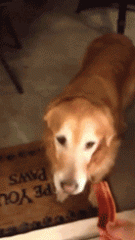 那些被玻璃傷過(guò)的汪們，