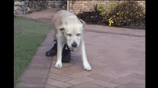 汪星人穿起鞋来一步一步似爪牙，似魔鬼的步伐