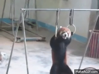 里约奥运已经拉开帷幕！小动物们也已经准备好啦