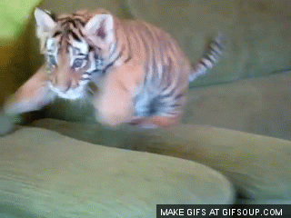 里约奥运已经拉开帷幕！小动物们也已经准备好啦