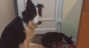 猫咪霸占了狗盆里的美食后，狗狗的反应也