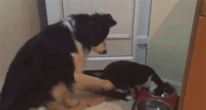 汪星人在猫咪面前怂出新高度,被抢了狗盆竟然...