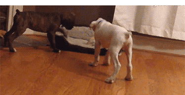 同时养好几只狗狗是一种怎样的体验？你太天真了