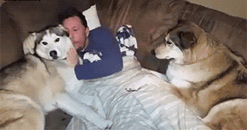 同时养好几只狗狗是一种怎样的体验？你太天真了