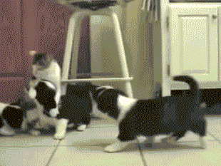 同时养好几只狗狗是一种怎样的体验？你太天真了