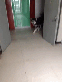 同时养好几只狗狗是一种怎样的体验？你太天真了