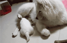 同时养好几只狗狗是一种怎样的体验？你太天真了