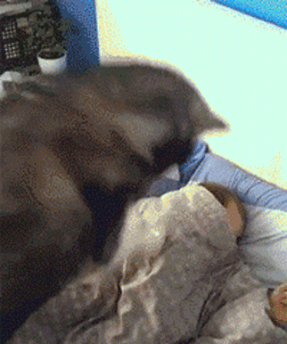 狗狗这十种暴力示爱方式，哪种让你最感动？