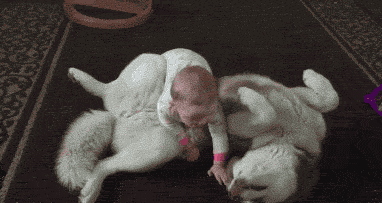 对于汪星人来说，能睡觉的地方就都是床！