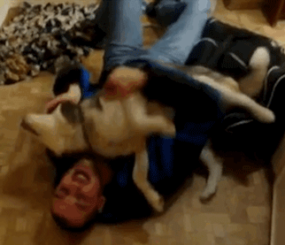 狗狗这十种暴力示爱方式，哪种让你最感动？