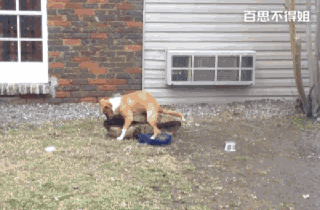 大家看看这胸，哪一个是真的？