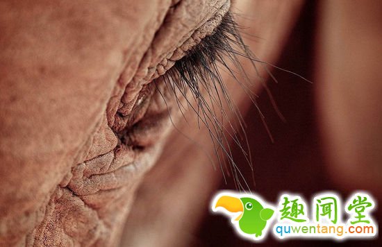 英国摄影师记录非洲野生动物生存惨境(高清组图)