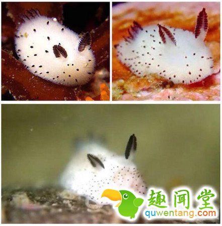 什么动物最可爱，卖萌大比拼~~