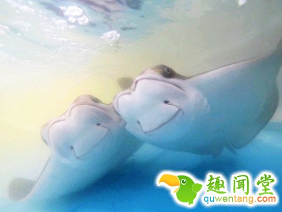 什么动物最可爱，卖萌大比拼~~