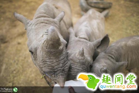 什么动物最可爱，卖萌大比拼~~