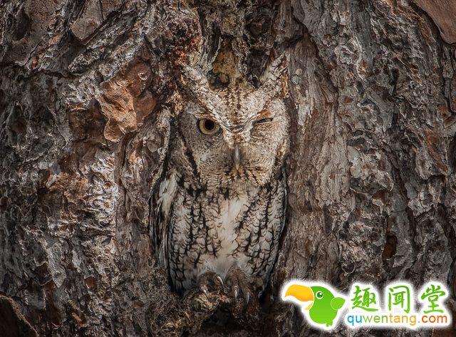 17只史上最会隐身的动物，看看你能找出几只！