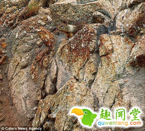 17只史上最会隐身的动物，看看你能找出几只！