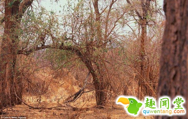 17只史上最会隐身的动物，看看你能找出几只！