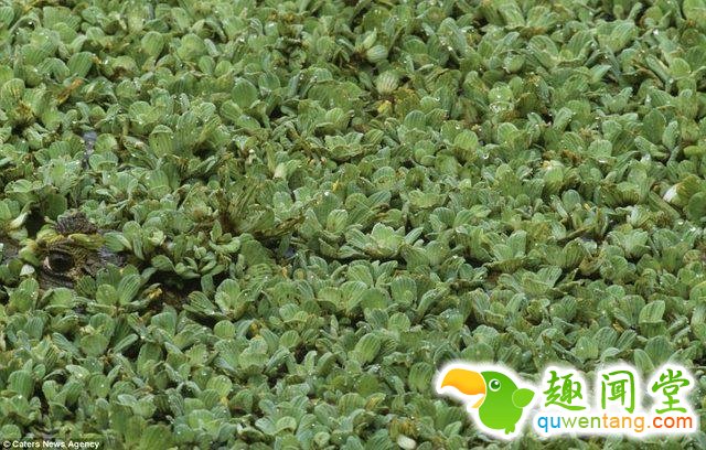 17只史上最会隐身的动物，看看你能找出几只！