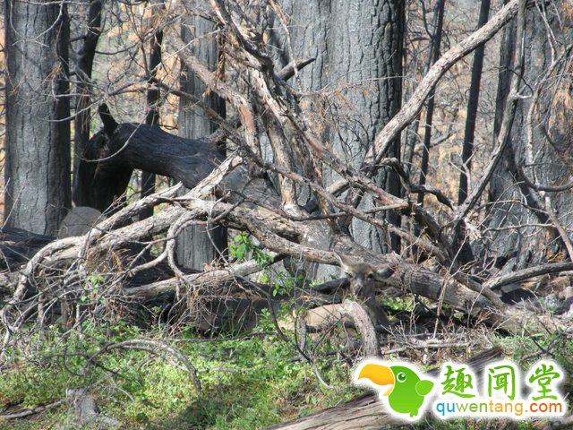 17只史上最会隐身的动物，看看你能找出几只！