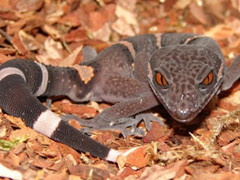 爬行动物的长寿秘诀：吃素、晚育