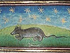 10大被中世纪的人完全弄错的普通动物！