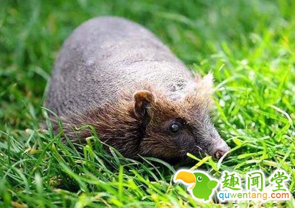 如果动物没毛了，你还能猜出它是什么吗？第一只就难倒了我
