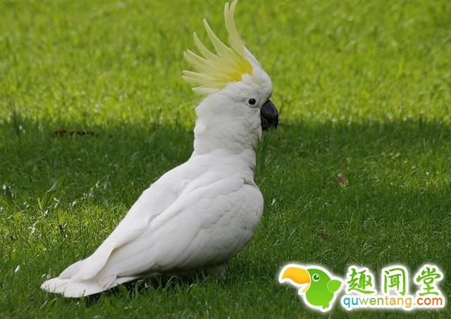 如果动物没毛了，你还能猜出它是什么吗？第一只就难倒了我