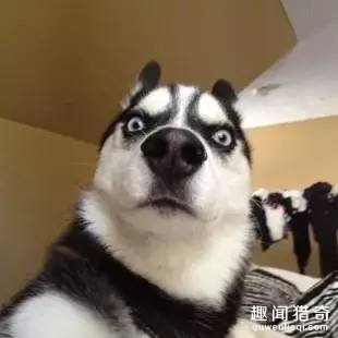 这年头狗都会自拍了！还会把自拍照发给你！