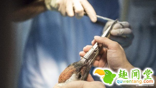 超稀有的丹顶鹤因为打架嘴巴断掉以后死定了，但手术后她现在的「钢铁超帅鸟嘴」已经让其他鸟都金盆洗手了!