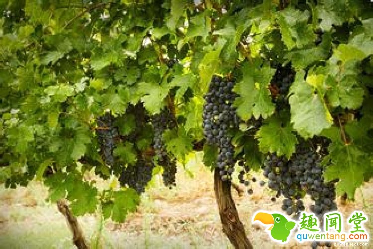 【真相帝】为什么“82年”的拉菲才是最好的？