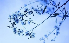 清明之后下过一场雪