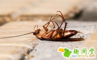 为什么蟑螂死后都是脚朝天？原因在这