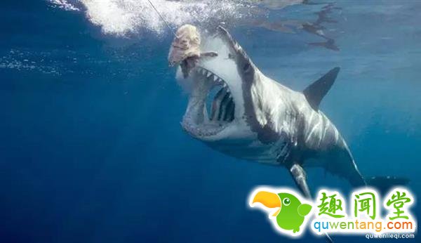 恐龙还活着吗？