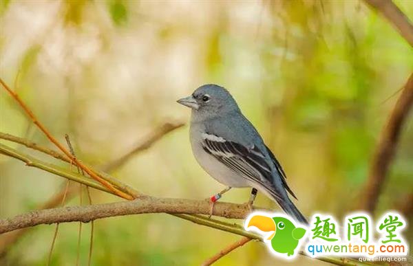 恐龙还活着吗？