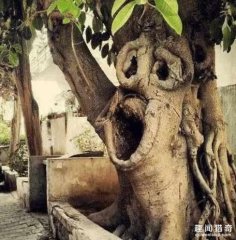 震撼！盘点全球超罕见的树木奇观