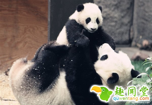 熊猫为何是黑白色？这个生物学难题终于解开