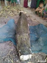 成精！寺庙捉到长寿巨鱼：接近2米、价值