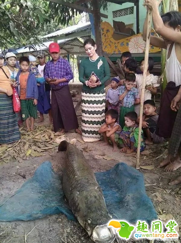 缅甸寺庙捉到长寿巨鱼：价值百万