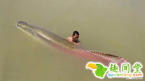缅甸寺庙捉到长寿巨鱼：价值百万