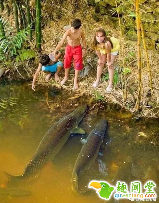 缅甸寺庙捉到长寿巨鱼：价值百万