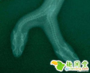 这就是身价35万的超罕见双头蛇，每到喂食