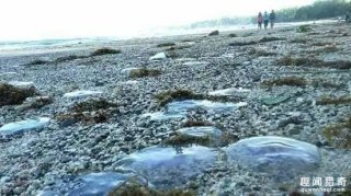 海滩发现透明神秘生物，毒性是河豚的45