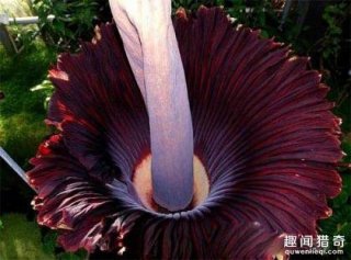 能保尸体不腐？《鬼吹灯》中的尸香魔芋长