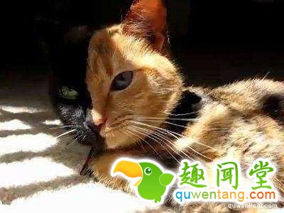 地球上独一无二的67个基因变异的物种！你可能一辈子也没见过