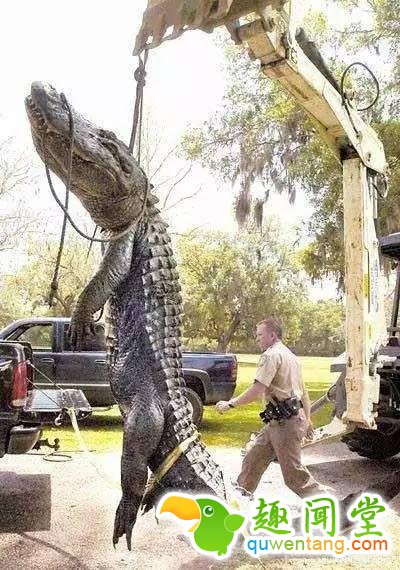 地球上独一无二的67个基因变异的物种！你可能一辈子也没见过