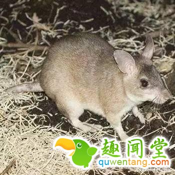 地球上独一无二的67个基因变异的物种！你可能一辈子也没见过