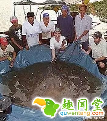 地球上独一无二的67个基因变异的物种！你可能一辈子也没见过